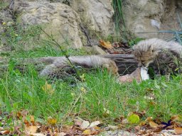 Tiergarten Schönbrunn am 20.10.2025